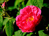Apothekerrose (rosa gallica 'officinalis') 